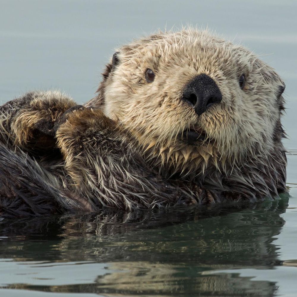Sea-Otter
