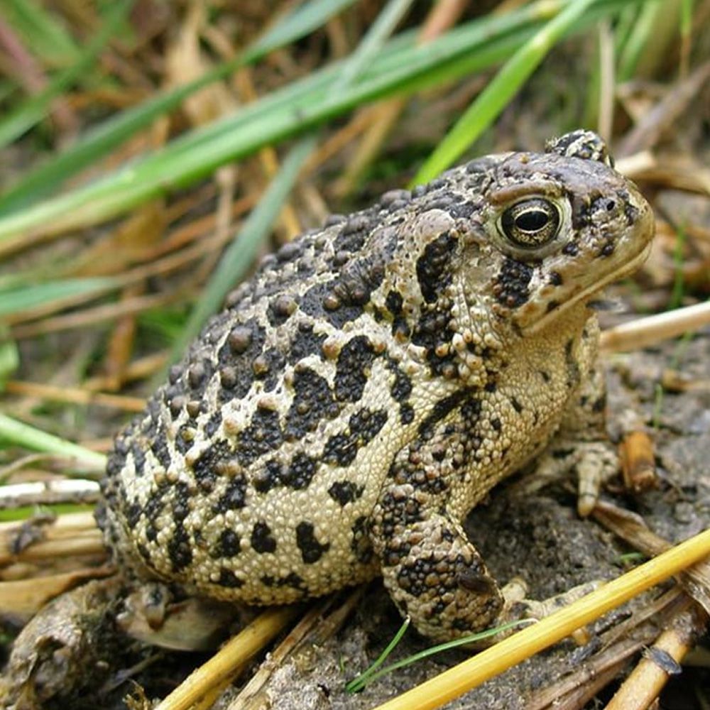 Wyoming-Toad