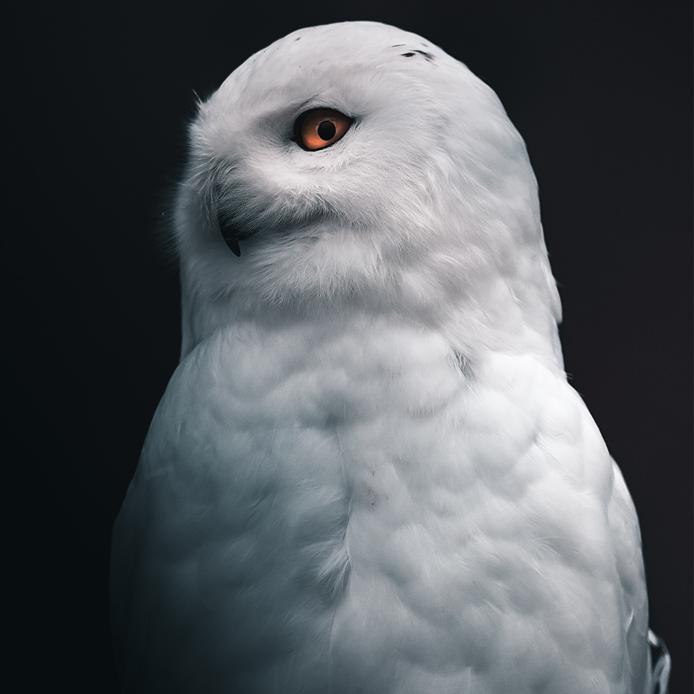 Open-Owl-2