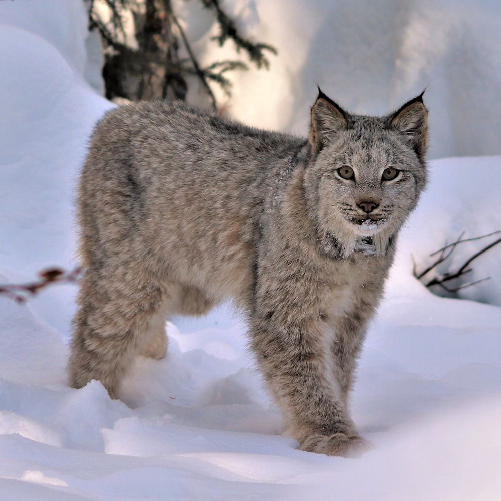 Canada-Lynx