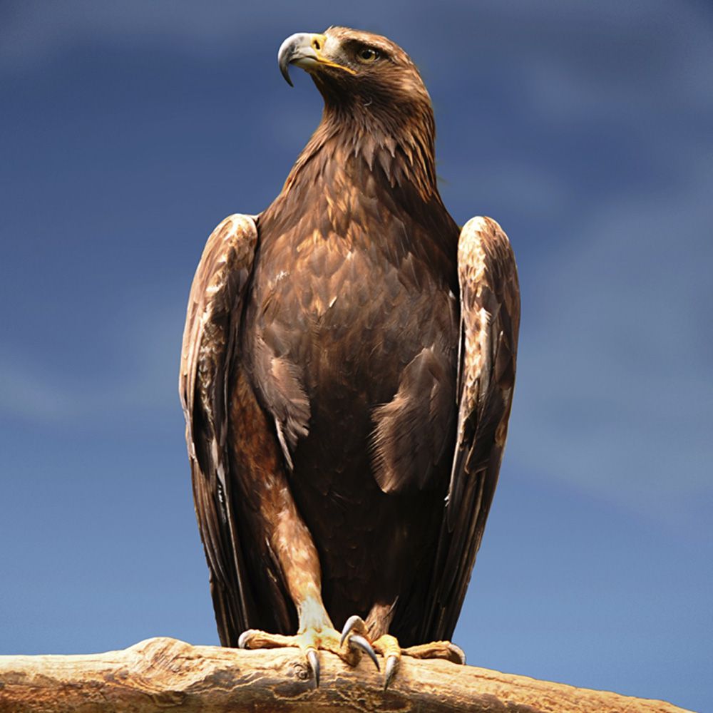 Golden-Eagle