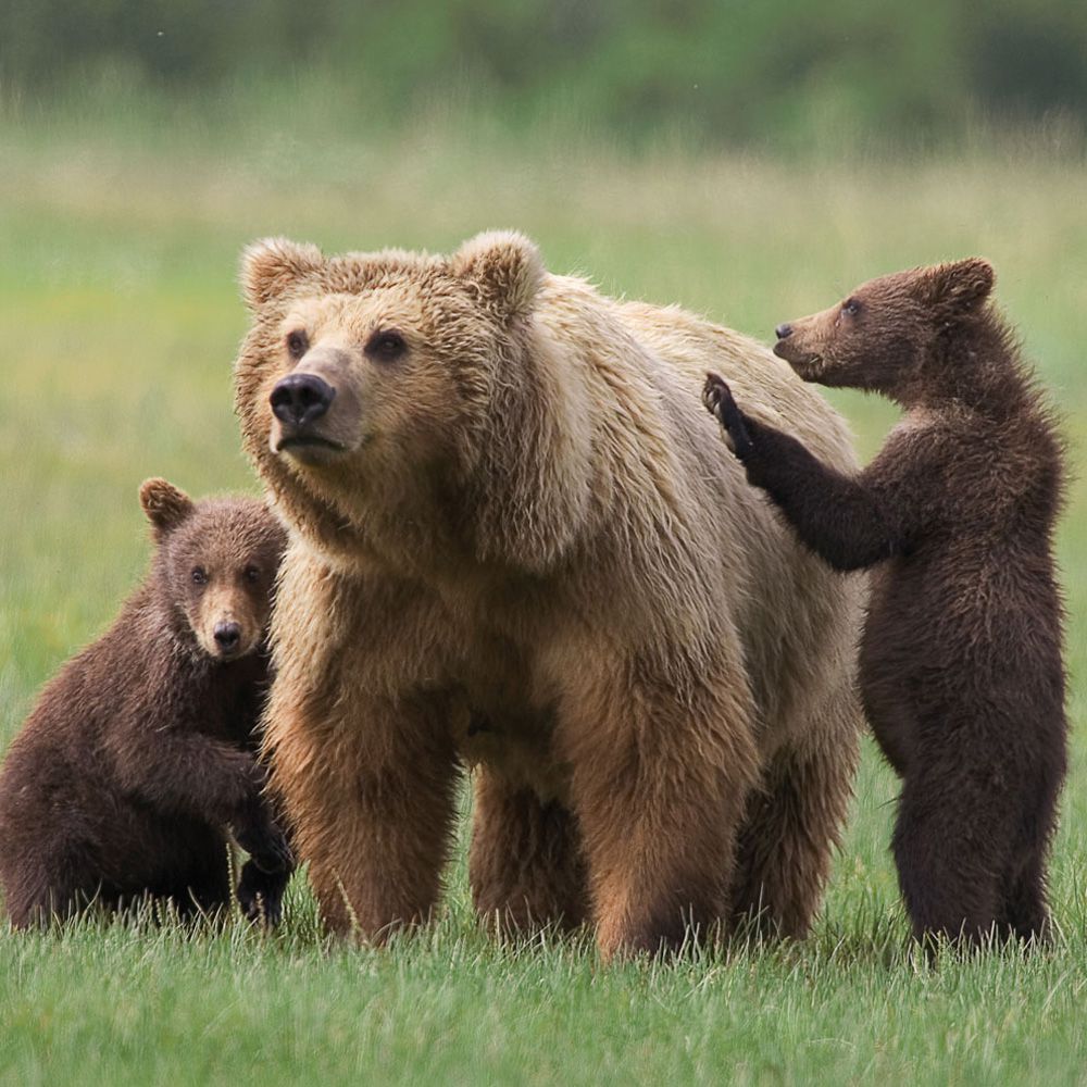 Grizzly-Bears