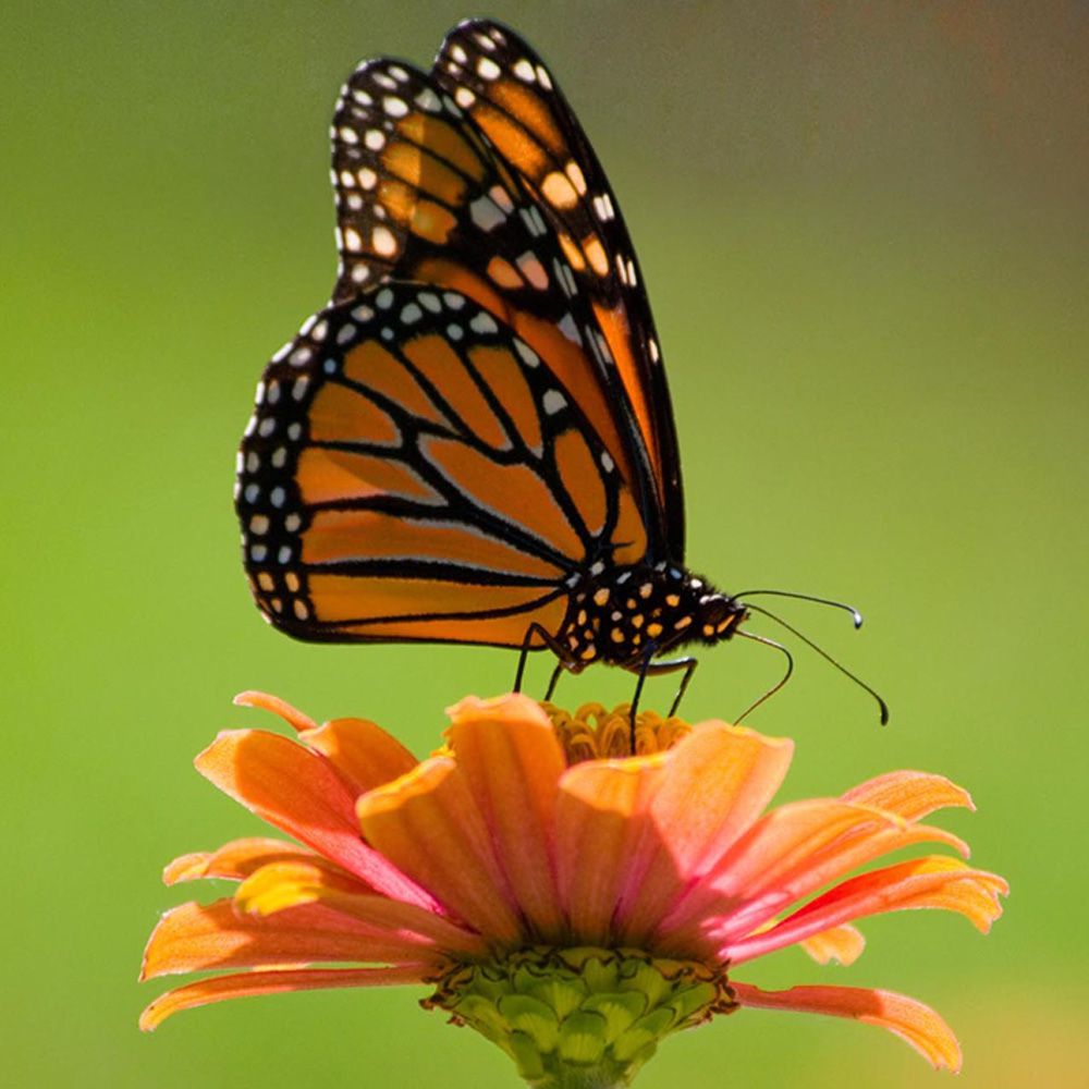 Monarch-Butterfly