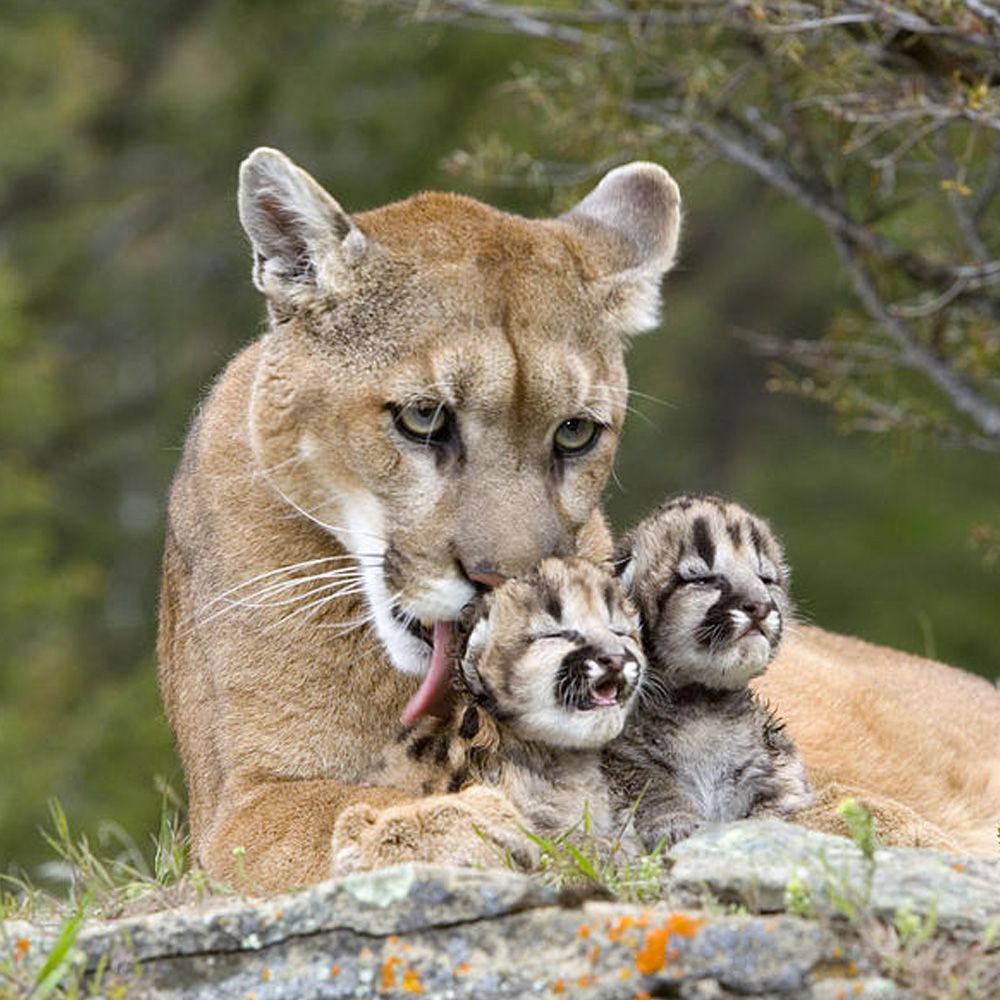 Mountain-Lions
