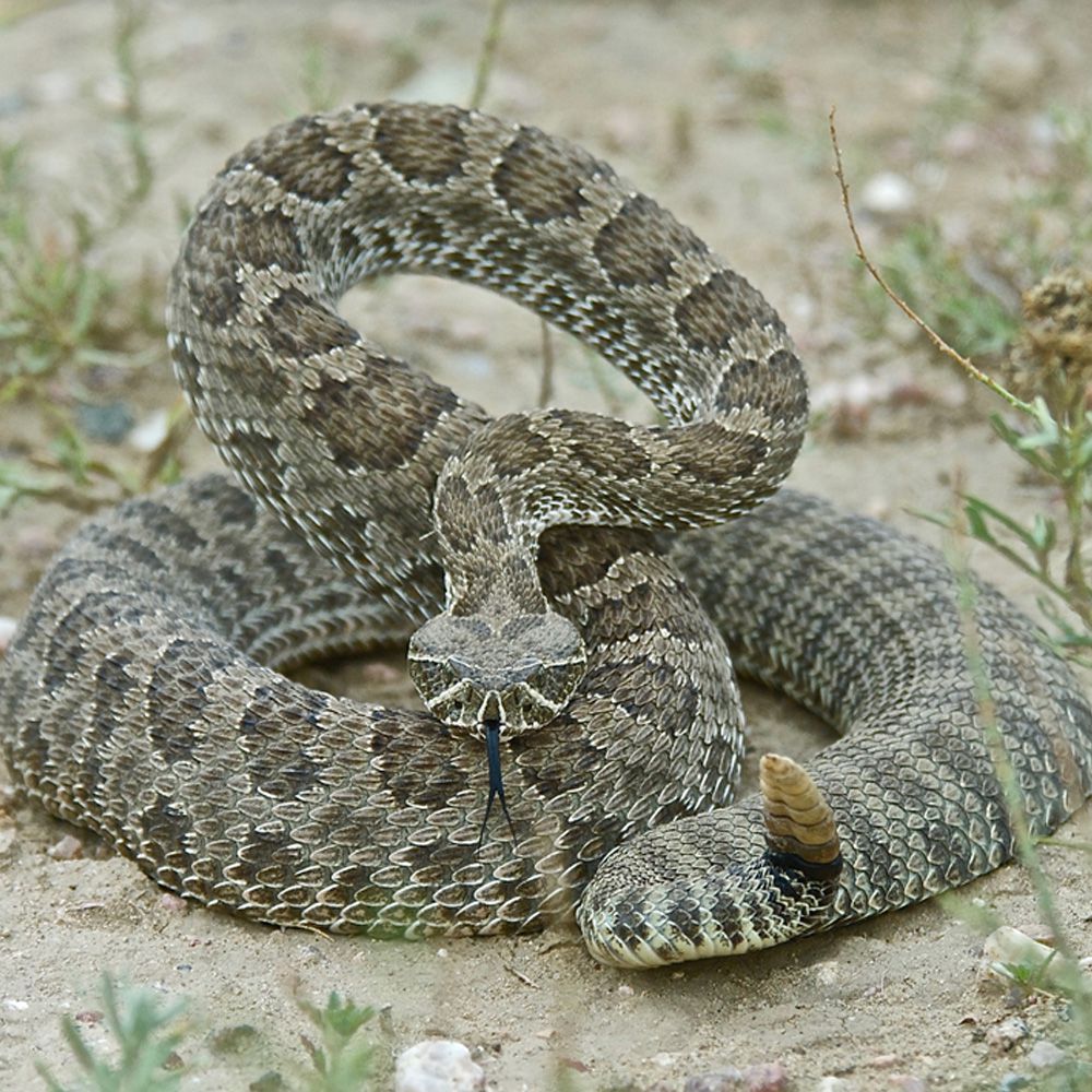 Prairie-Rattlesnake