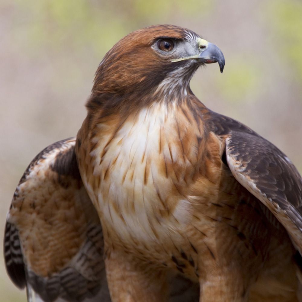 Red-Tailed-Hawk