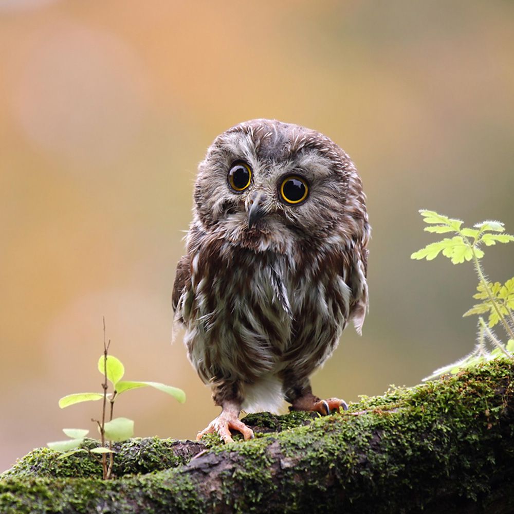 Saw-Whet-Owl