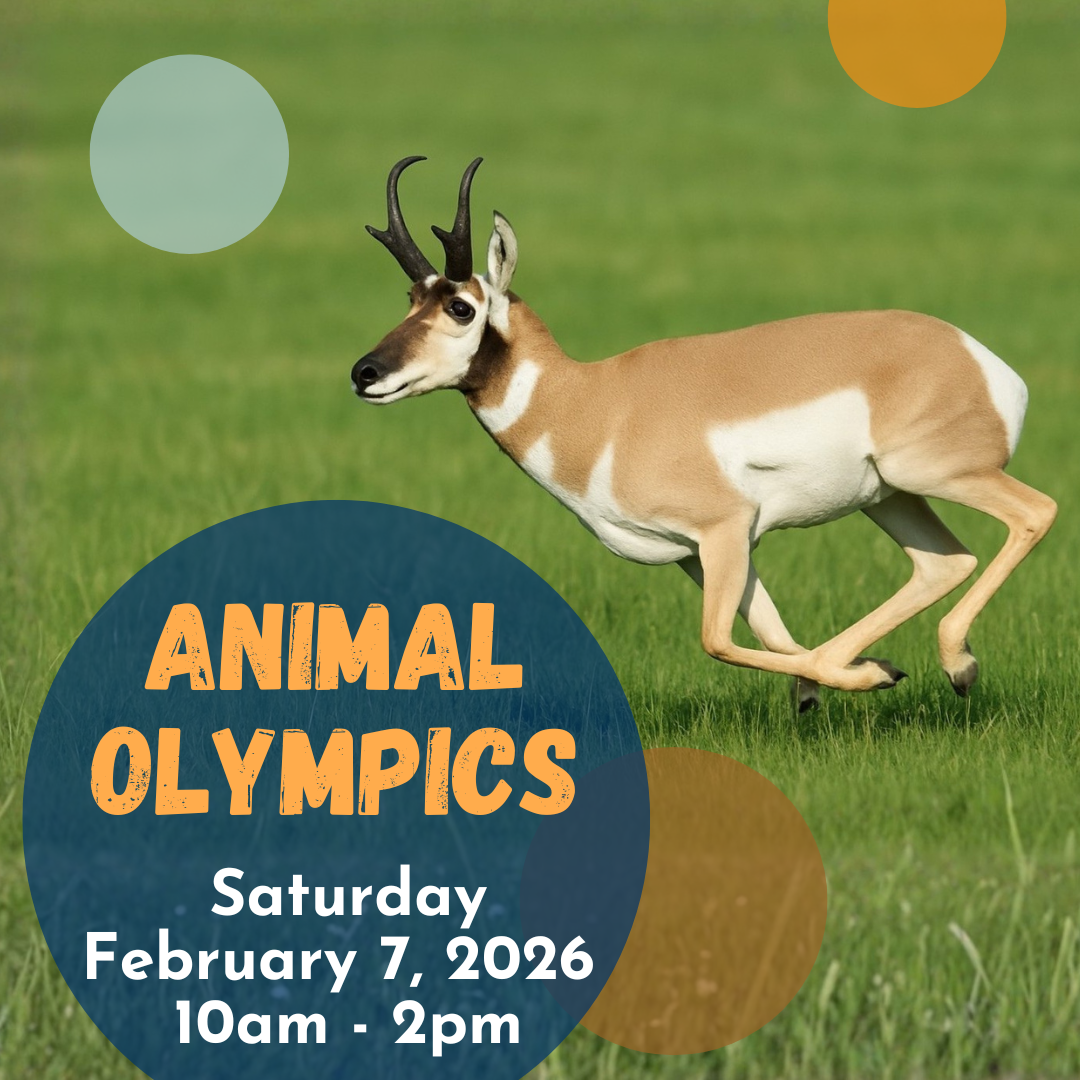 IG---February-2026---Animal-Olympics