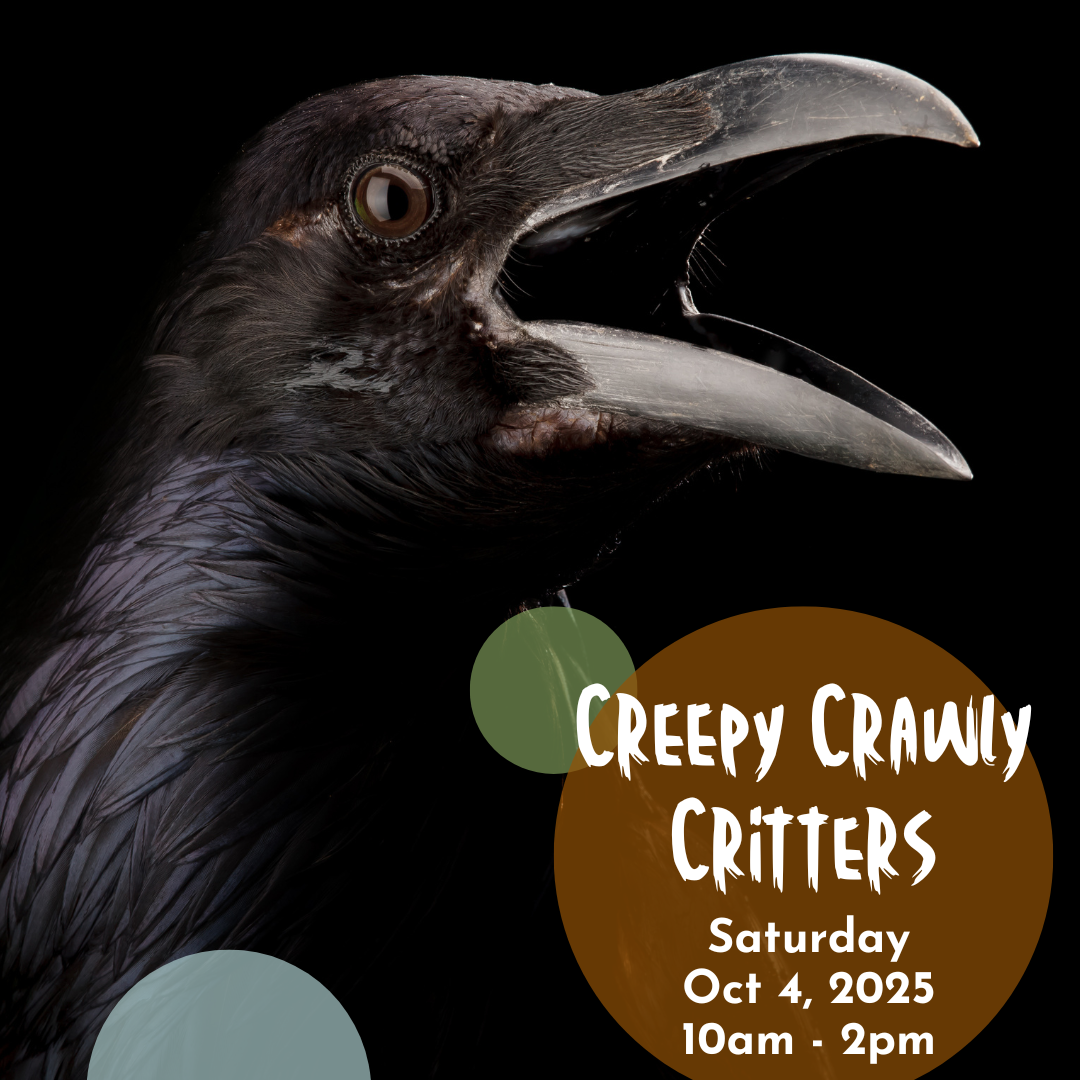 IG---Oct-2025---Creepy-Crawly-Critters