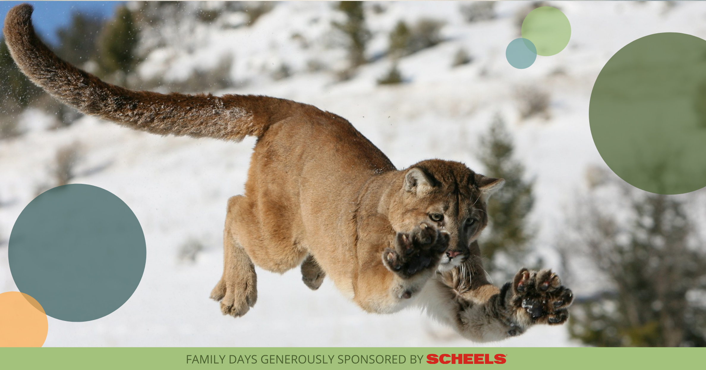 Family Day: Animal Olympics